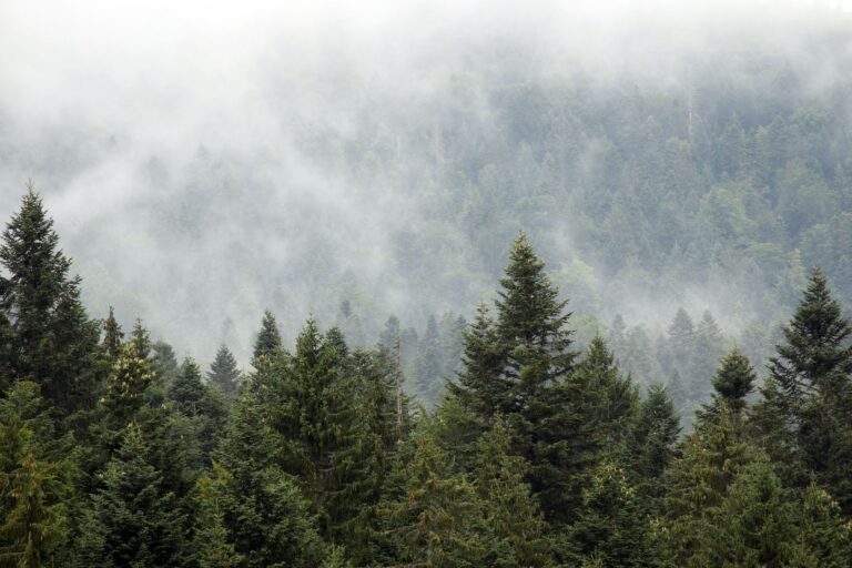 evergreen content strategy